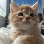 Guillermo Duarte avatar